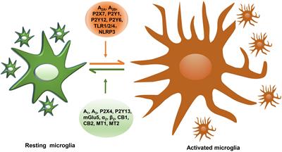 Role of G Protein-Coupled Receptors in Microglial Activation: Implication in Parkinson’s Disease